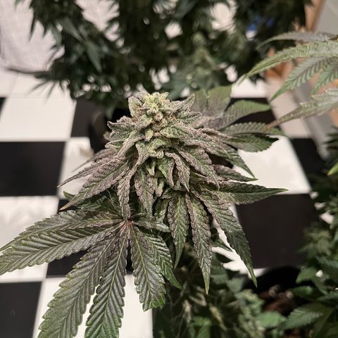 KMINTZ growlog timeline photo