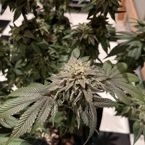 KMINTZ growlog timeline photo