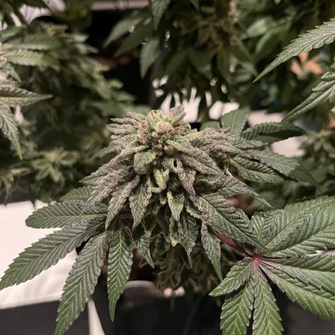 KMINTZ growlog timeline photo