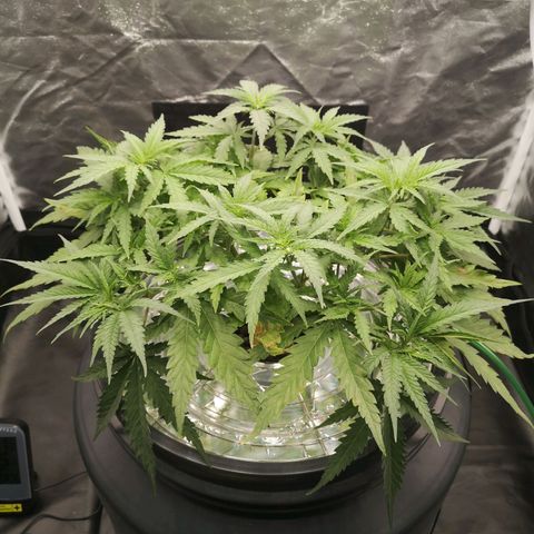 210814 growlog timeline photo