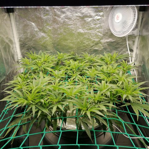 210814 growlog timeline photo