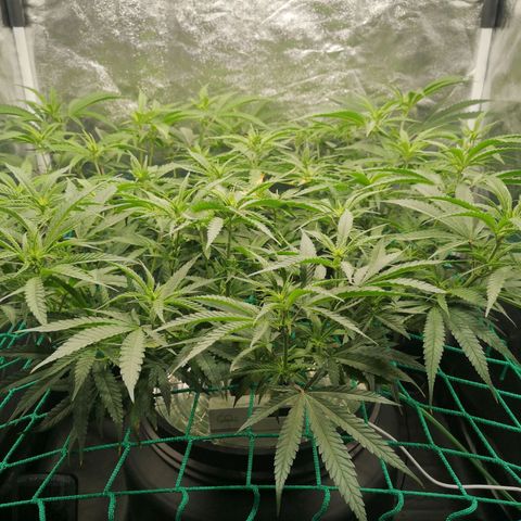 210814 growlog timeline photo