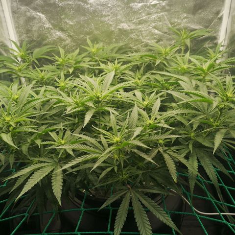 210814 growlog timeline photo