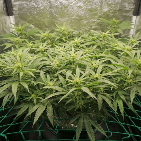 210814 growlog timeline photo