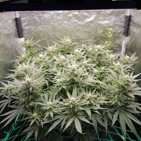 210814 growlog timeline photo