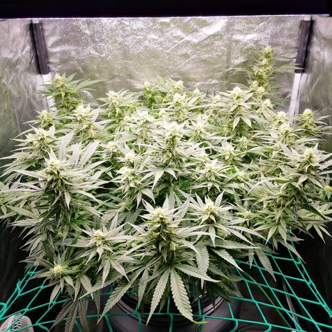 210814 growlog timeline photo