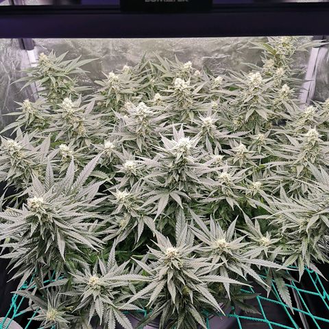 210814 growlog timeline photo