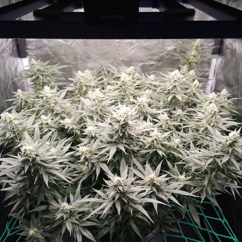 210814 growlog timeline photo