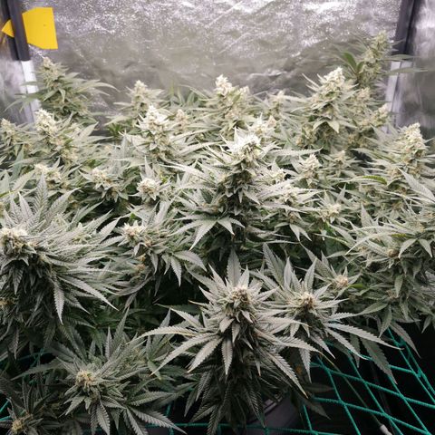 210814 growlog timeline photo