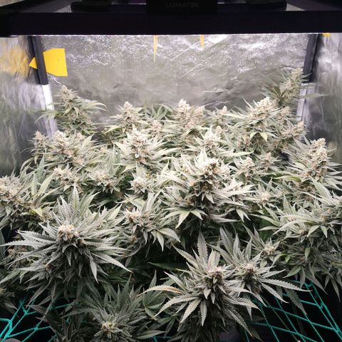 210814 growlog timeline photo