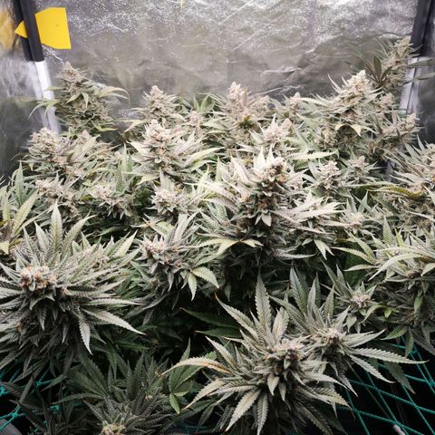 210814 growlog timeline photo