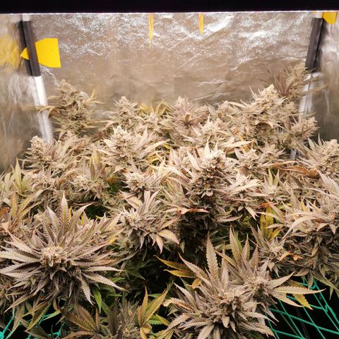 210814 growlog timeline photo