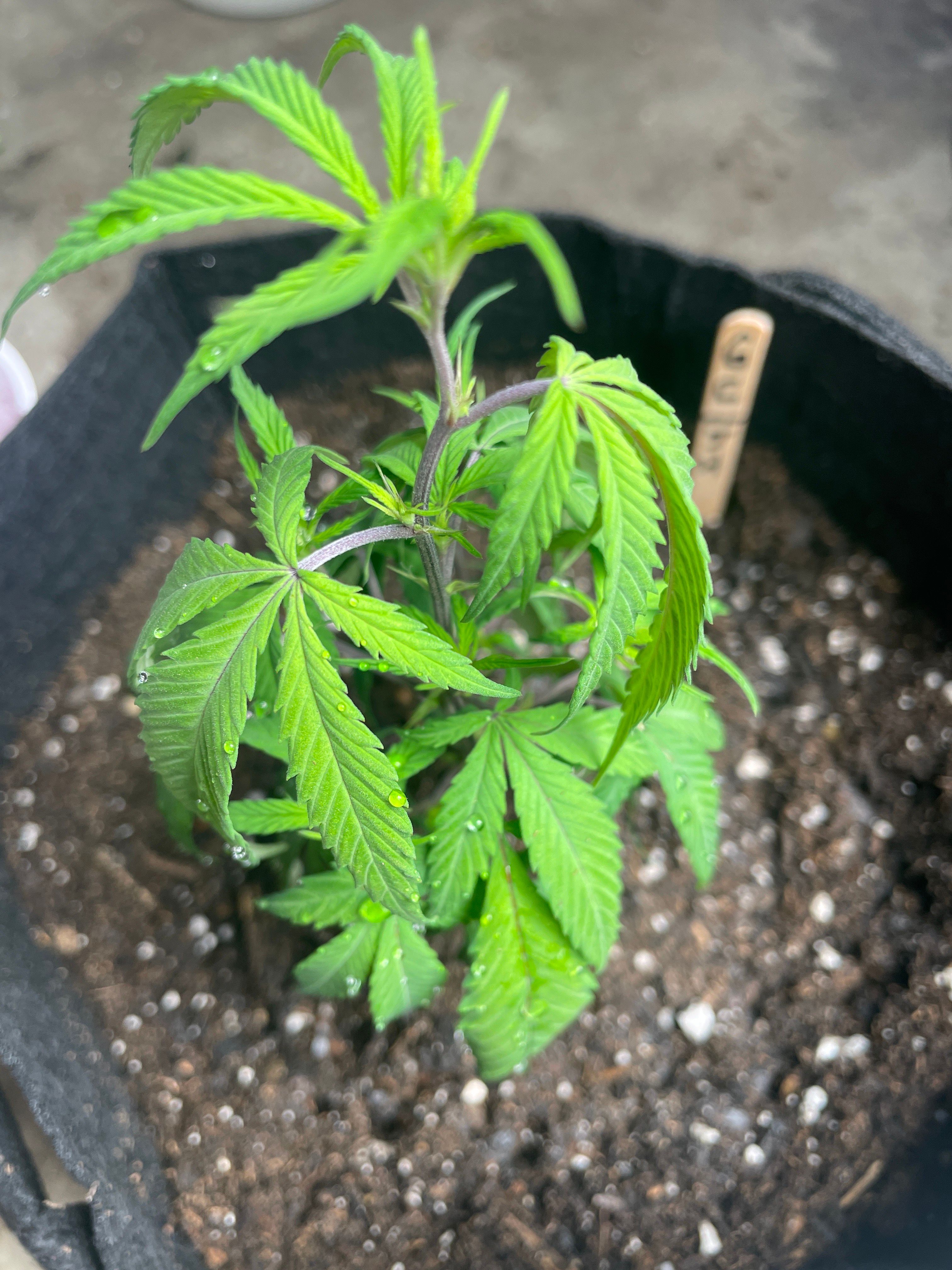 Green Crack ?? growlog header