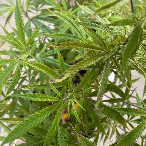 Green Crack ?? growlog photo: Trimming off dead and dr Zymes. 