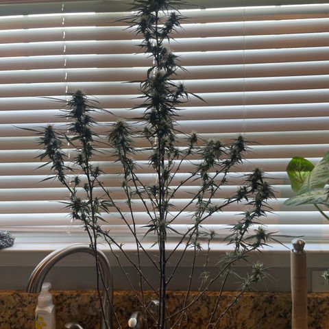 Green Crack ?? growlog photo: Day 21 defoliation 