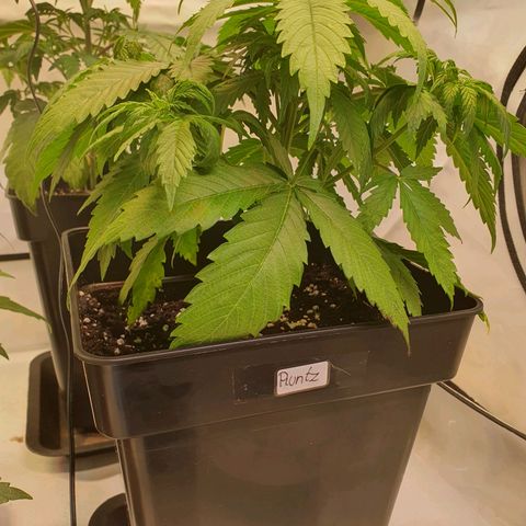 Runtz growlog timeline photo