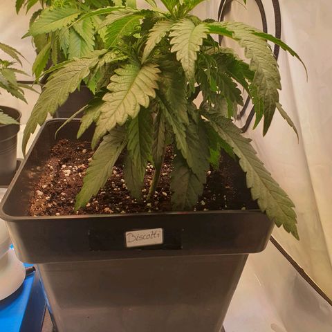 Biscotti growlog timeline photo