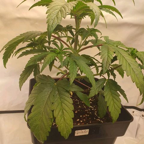 Gelato growlog timeline photo