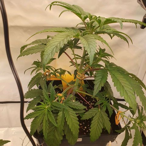 Gelato growlog photo: Low Stress Training