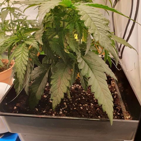 Biscotti growlog photo: Low Stress Training 