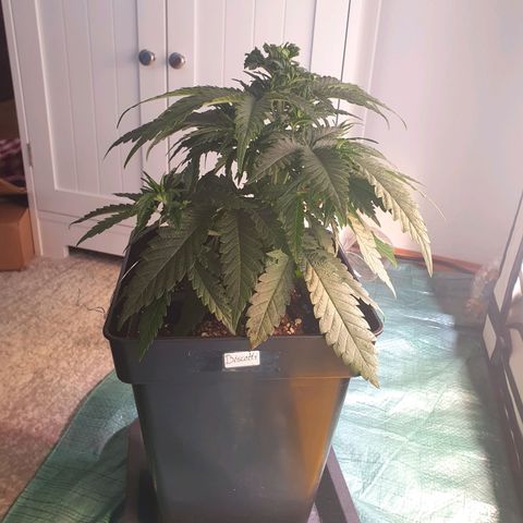 Biscotti growlog timeline photo