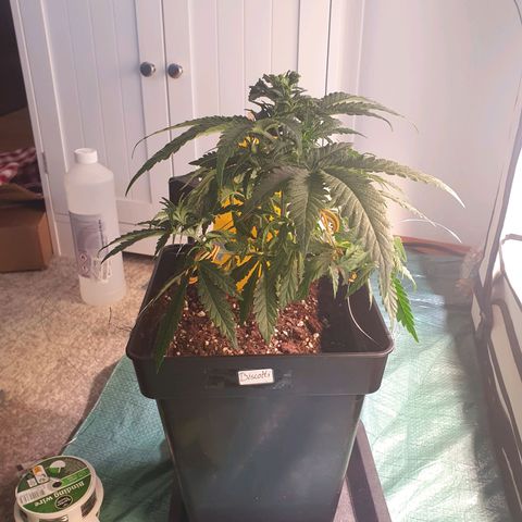 Biscotti growlog timeline photo