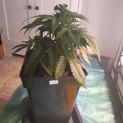 Biscotti growlog timeline photo