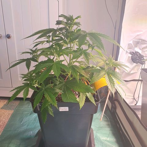 Runtz growlog timeline photo