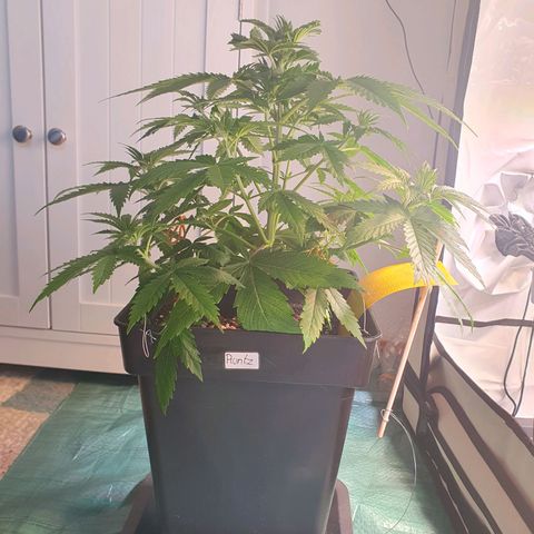 Runtz growlog timeline photo
