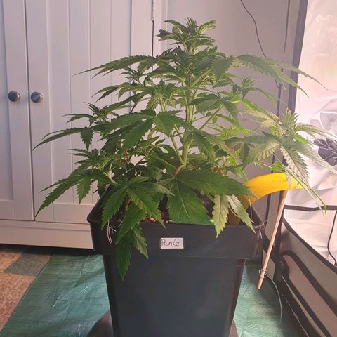 Runtz growlog timeline photo