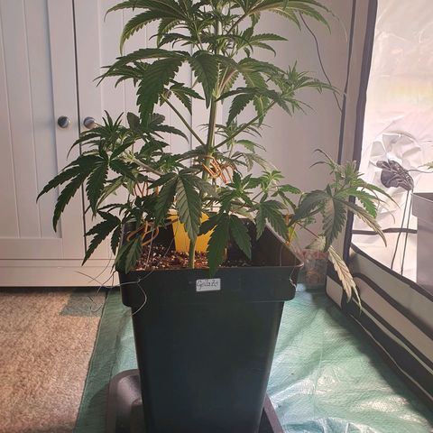 Gelato growlog timeline photo
