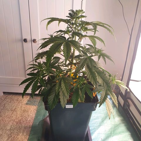 Gelato growlog timeline photo
