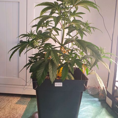 Gelato growlog timeline photo