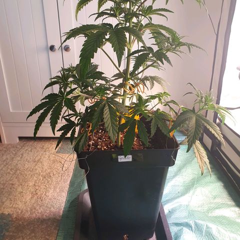 Gelato growlog timeline photo