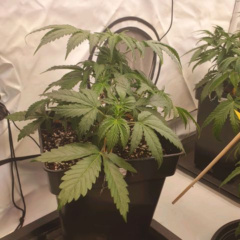 Blueberry Pancake growlog timeline photo