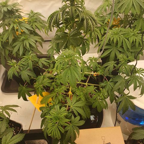Gelato growlog timeline photo
