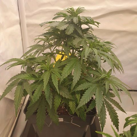 Biscotti growlog timeline photo