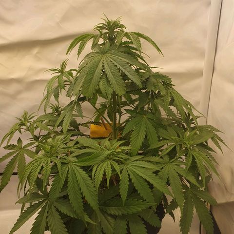 Runtz growlog timeline photo