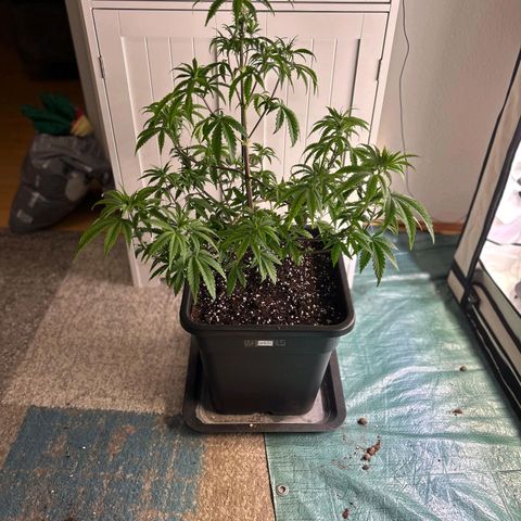 Gelato growlog timeline photo