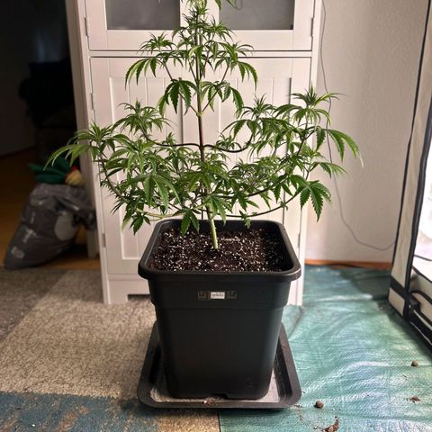 Gelato growlog timeline photo