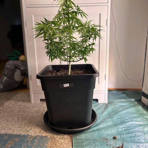 Runtz growlog timeline photo