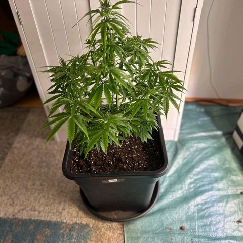 Runtz growlog timeline photo