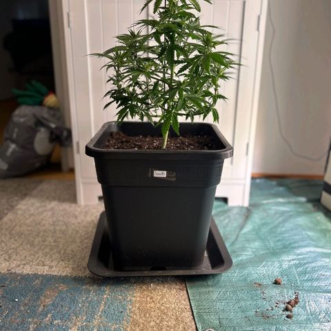 Biscotti growlog timeline photo