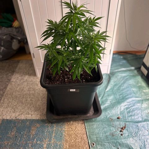 Biscotti growlog timeline photo