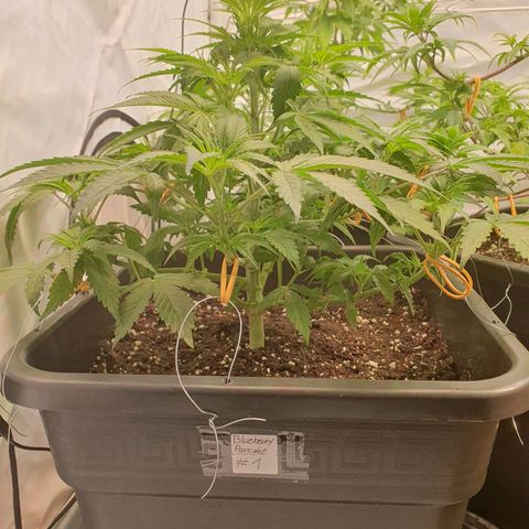 Blueberry Pancake growlog timeline photo