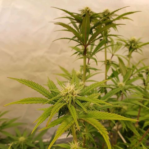 Gelato growlog timeline photo