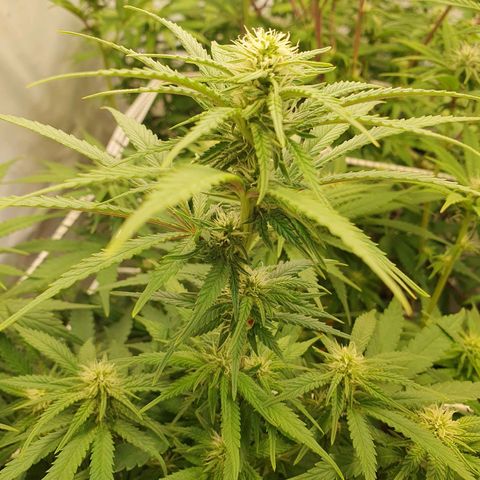Biscotti growlog timeline photo