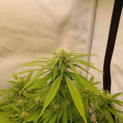 Runtz growlog timeline photo