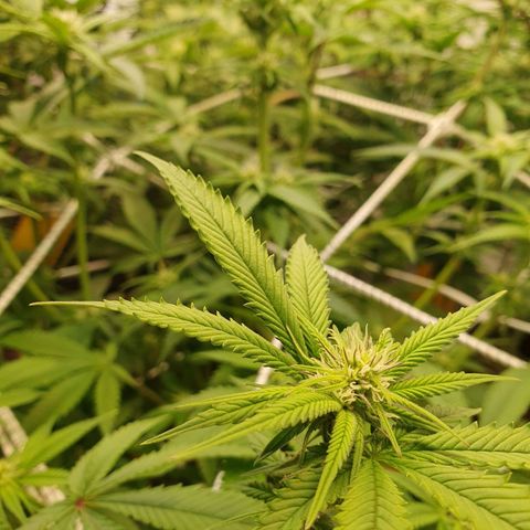 Blueberry Pancake growlog timeline photo
