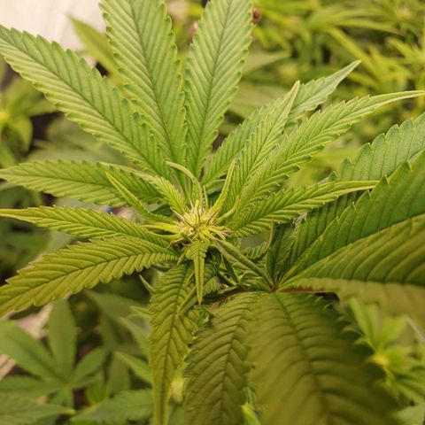 Blueberry Pancake growlog timeline photo